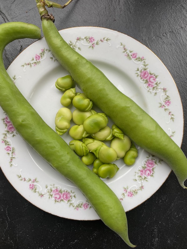 First broad bean pick on 9th May