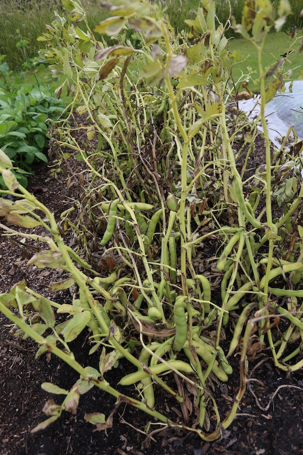 Broad bean pods drying for seed