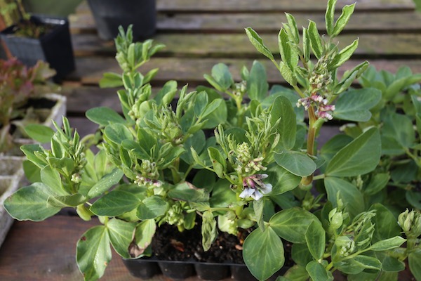 Probably pyralid damage to broad beans