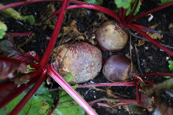 Clump of three multisown beetroot