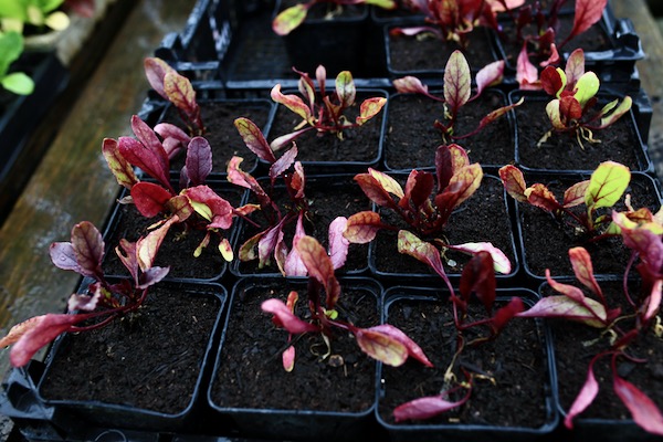Nutrient deficiencies in beetroot leaves