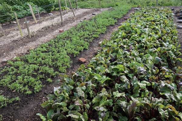 Same carrot bed a week later, beetroot too