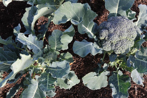 Calabrese side shoots after cutting main head