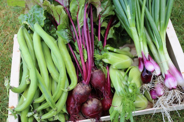 Harvests of 21st May outside grown
