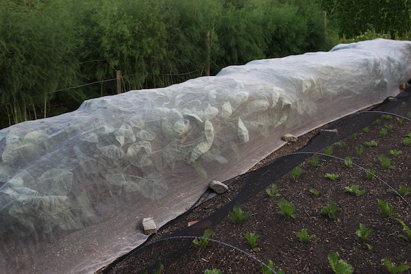 Mesh over Brussels sprouts plants