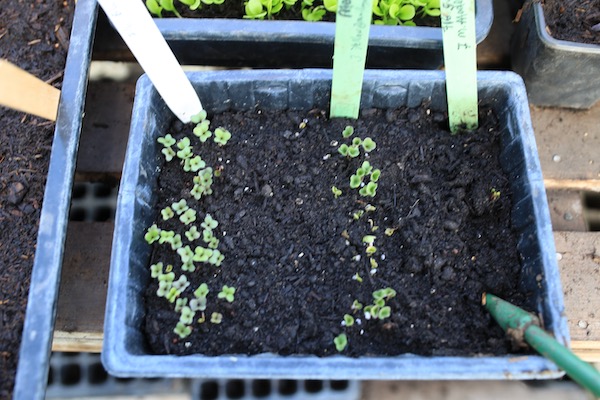 Nrassica seedlings to prick out