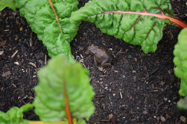 Small toad 24th July