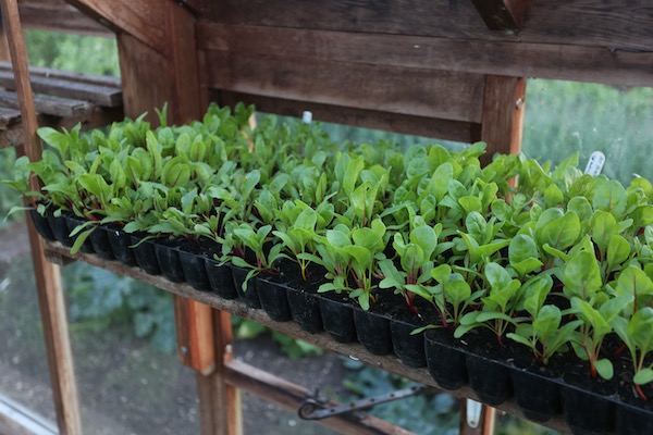 Multisown chard 2 to 3 plants per cell