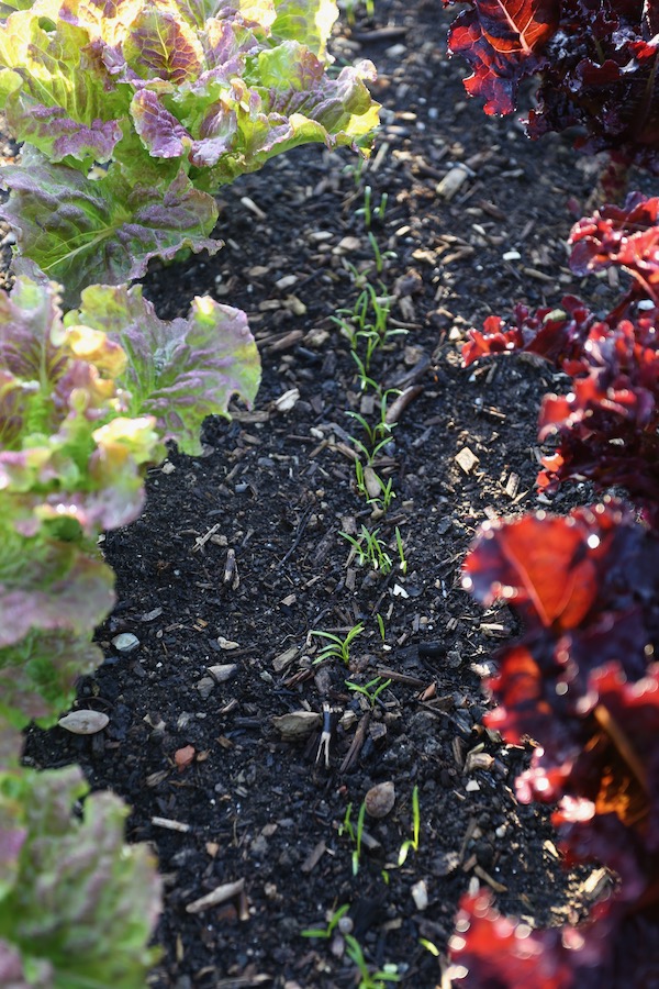 Carrots intersown between lettuce