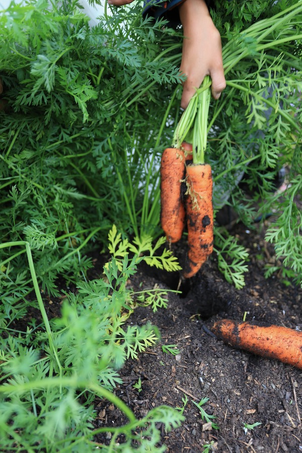The lovely Berlicum carrots