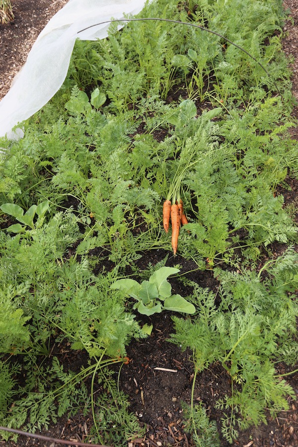 Brussels sprouts planted between carrots