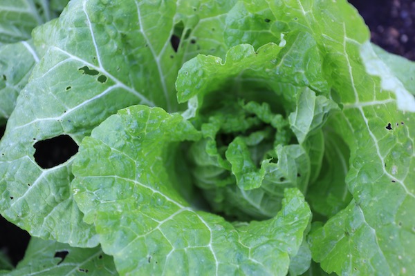 Chinese cabbage, a caterpillar in its heart