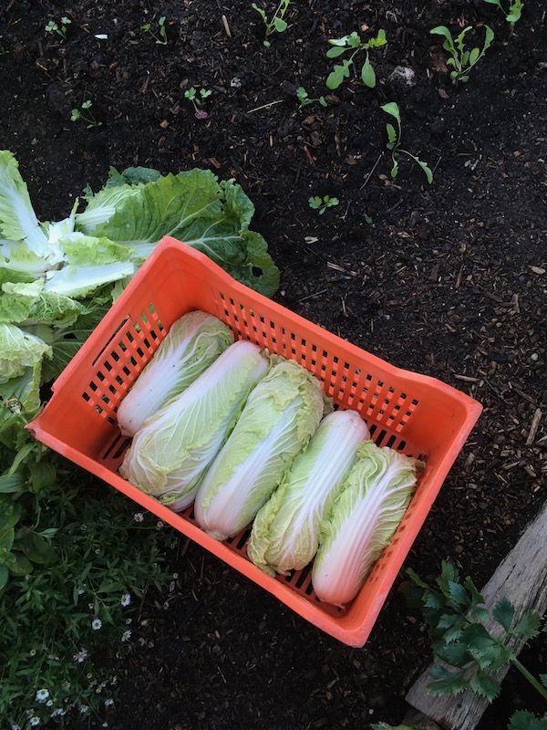 Harvest of the Chinese cabbage
