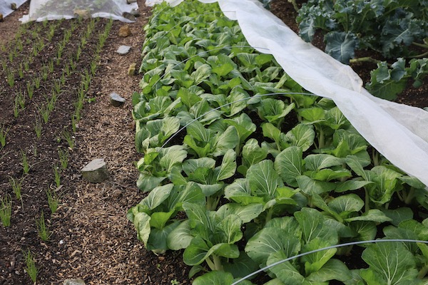 Pak choi 5 weeks in the ground