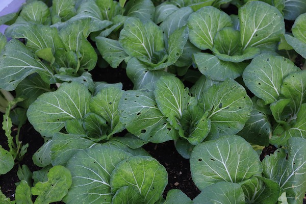 Pak choi flea beetle holes