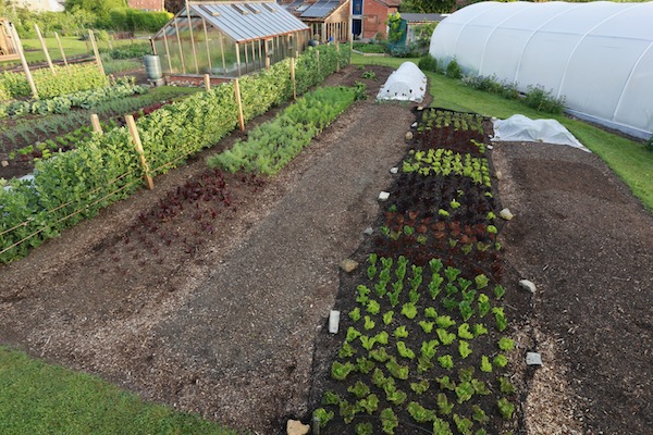 Recently picked lettuce bed