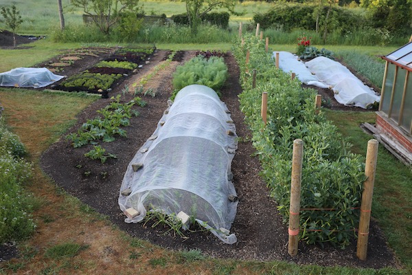 No dig garden, beans cropping