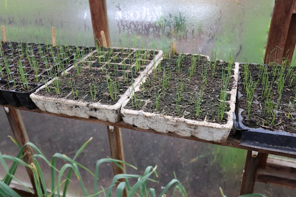 Multisown leeks in modules under cover