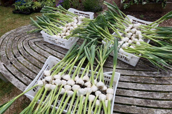 Garlic harvest from under cover 4th June