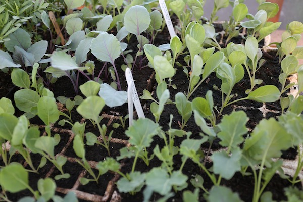 Brassica transplants for June
