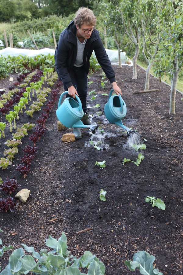 Watering kale transplants with cans