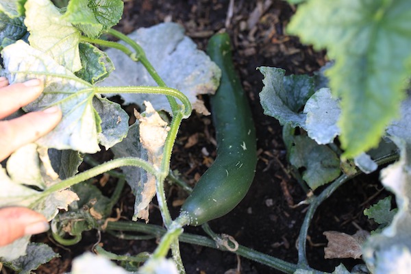 Ridge cucumber with leaf mildew