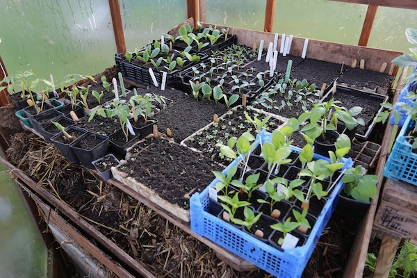 Plants being warmed by the manure late April