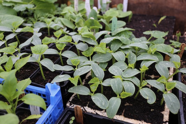 Cucumbers ready to pot on