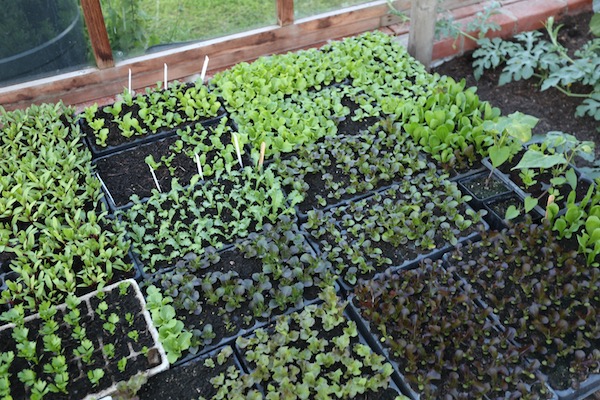 Lettuce pricked out to modules