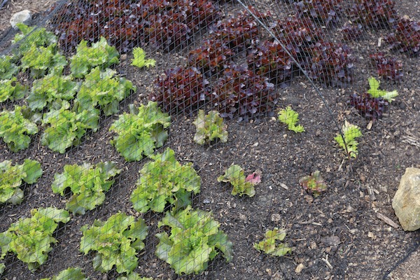 After leatherjacket larvae ate lettuce roots, pests