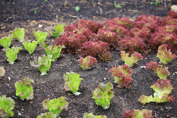 Summer lettuce, first leaf pick