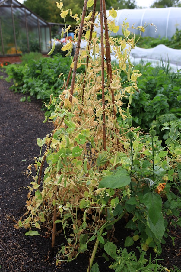 Pea teepee, unpicked for seed harvest soon