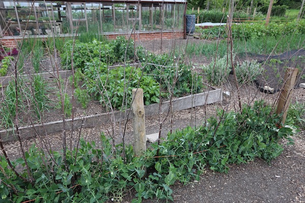 Hazel branches supporting Cascadia pea plants