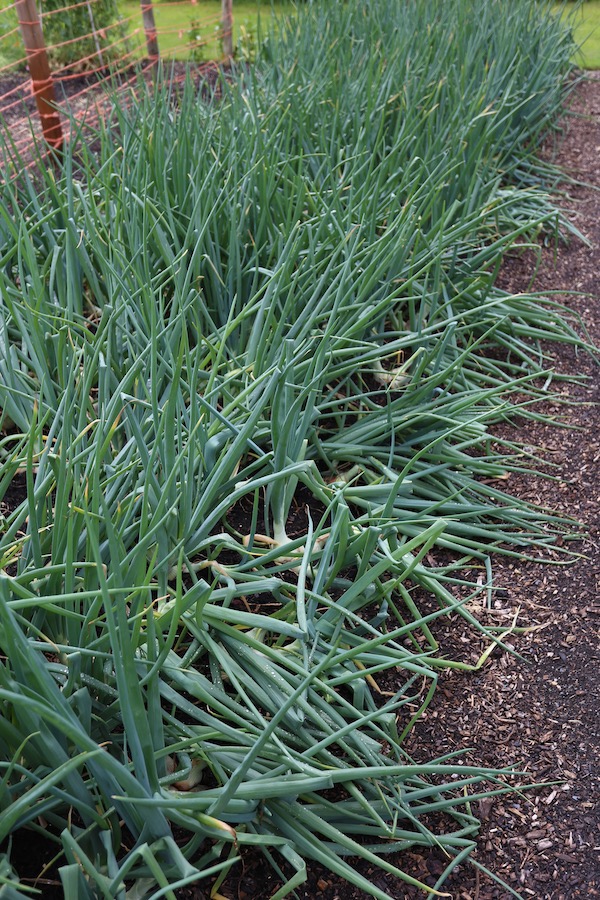Close planted onions