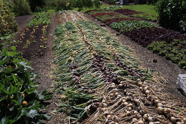 Multisown onions pulled earlyJuly