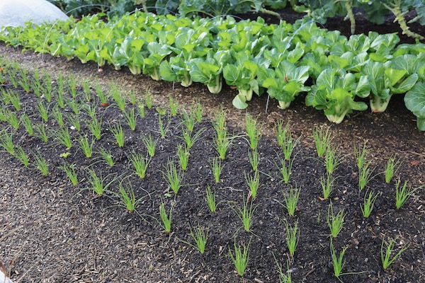 Onions for salad in the spring, sown 53 days