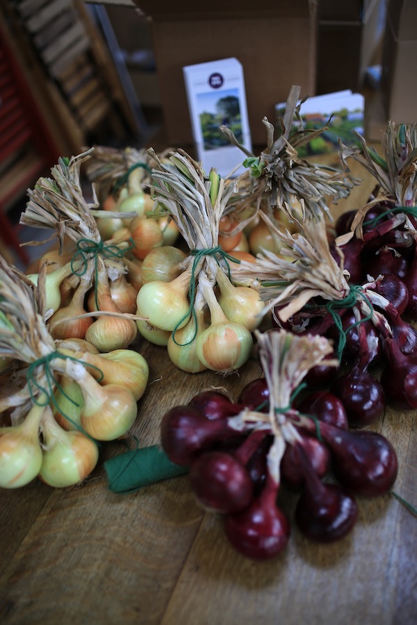 Onion bunches ready to hang inside