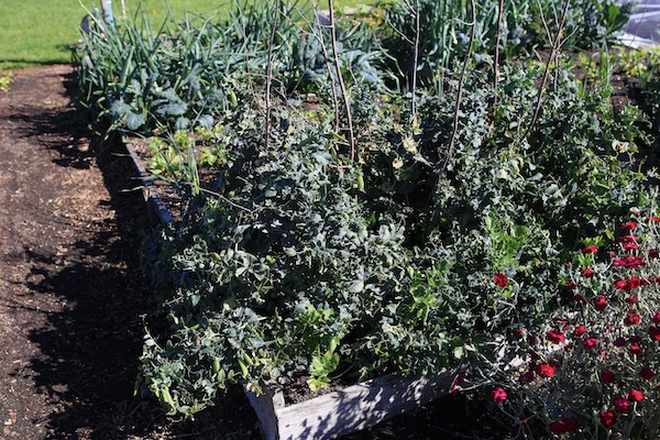 11th July before clearing peas