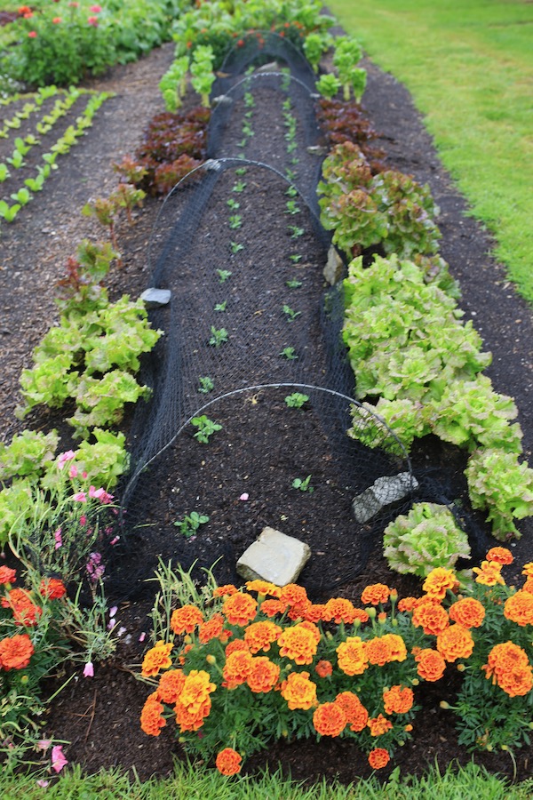 New pea planting after clearing lettuce