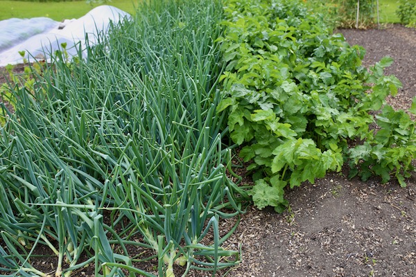 Path overgrown with parsnips and onions