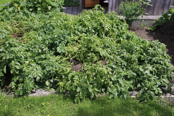 Charlotte potato leaves turning pale colour