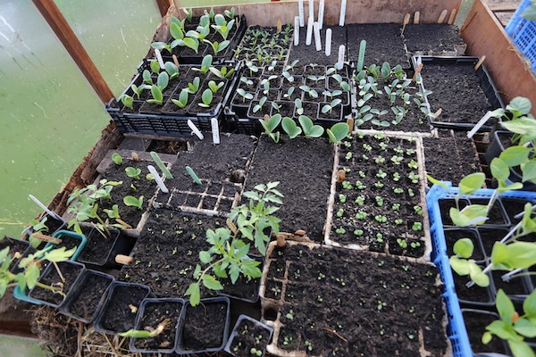 Bottom warmth of hotbed helps seedlings grow better