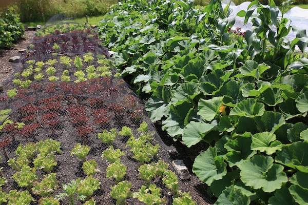 Crown Prince squash and corn