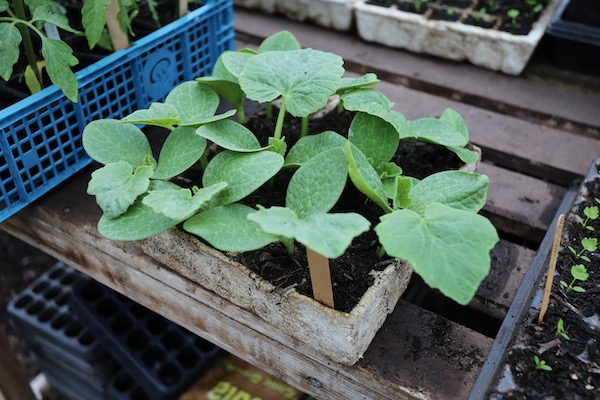 Squash 16 days ready to pot on