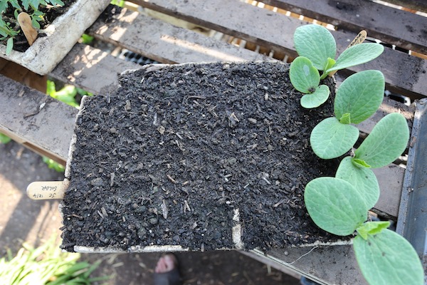 Old seed germinating and not germinating two batches