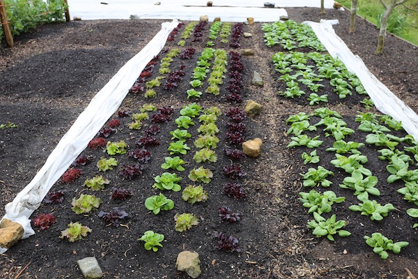 After picking spinach bed