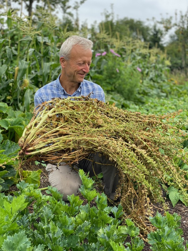 With a seeding spinach plant, 12 months old
