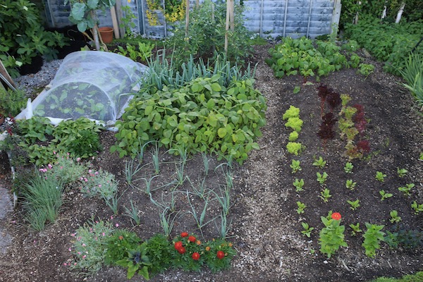 Clean paths in small garden