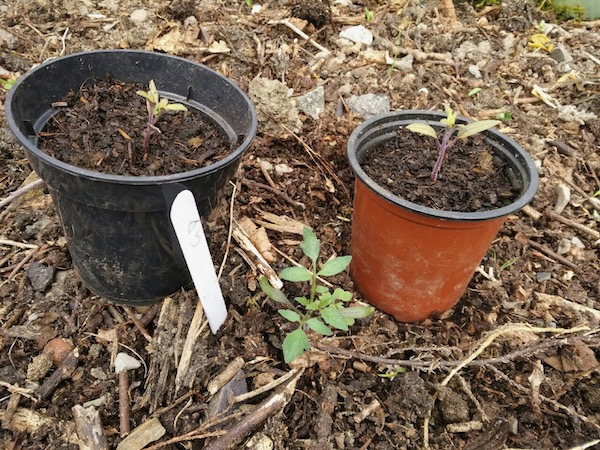 Poor growth in Bord na Mona Happy compost