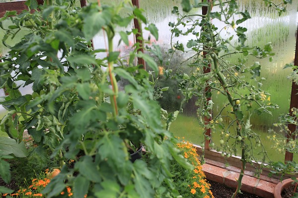Healthy beefsteak tomatoes, unhealthy cherry tomato plant